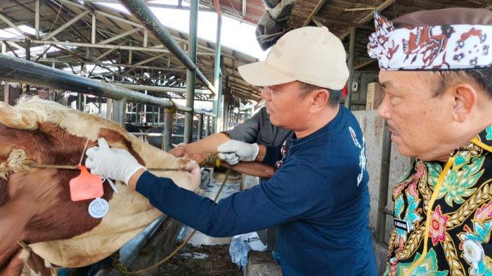 Dinas Pertanian Menjamin Kesehatan Hewan Kurban di Jatimulya